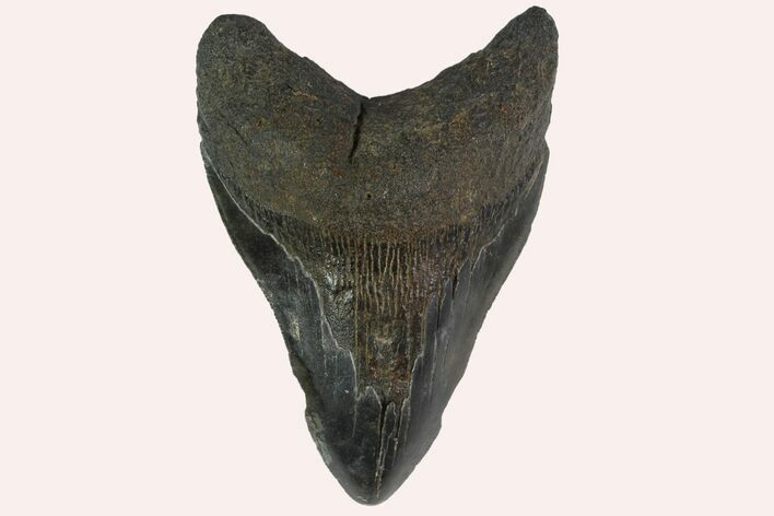 Bargain, Fossil Megalodon Tooth - South Carolina #158911